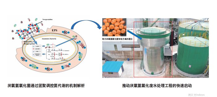 厌氧氨氧化菌快速培养方案