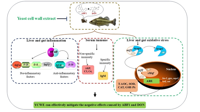 酵母细胞壁提取物可缓解水产霉菌毒素影响