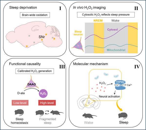新研究揭示大脑过氧化氢信号调控睡眠稳态机制