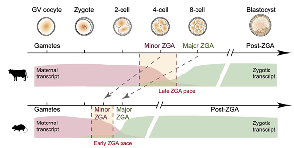 西北农林科技大学张涌团队与任刚团队合作揭示“超级 Pol II 域”调控晚 ZGA 物种基因组激活的新机制