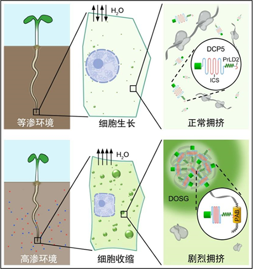 我国学者在植物渗透胁迫领域取得新进展