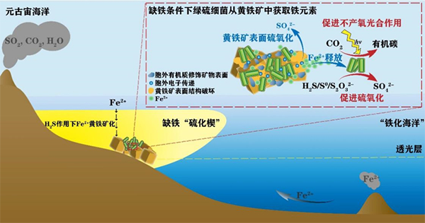 我国学者揭示厌氧细菌利用黄铁矿结构铁的分子机制