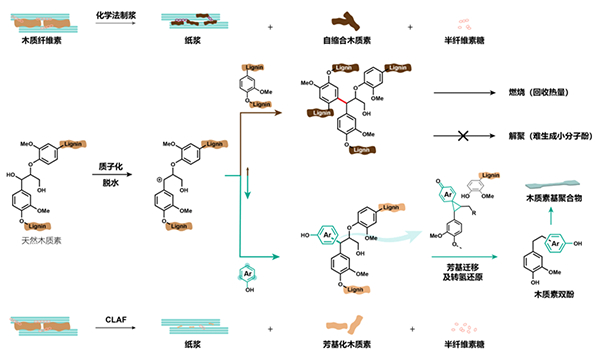 我国学者与海外合作者在木质纤维素三素分离和高值化利用方向取得进展