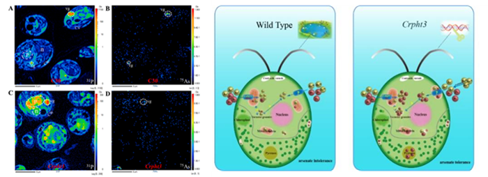 线粒体磷转运蛋白基因可调控植物对砷的耐受性
