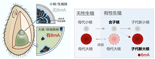 中国海洋大学原生动物学团队在真核生物DNA N6-甲基腺嘌呤从头甲基化酶研究领域取得新进展
