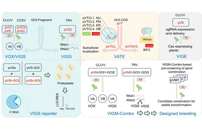 首个一体化植物病毒载体工具盒成功构建