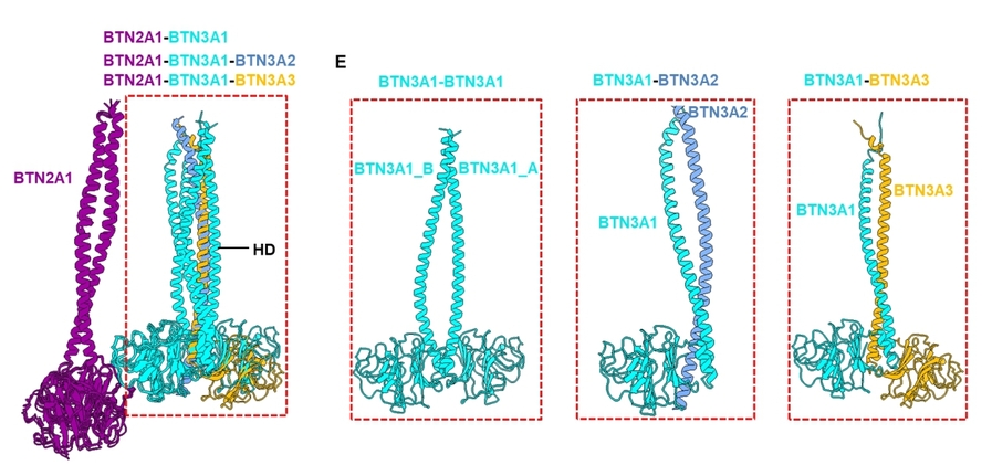 哈工大黄志伟教授团队揭示γδ T细胞感知磷酸抗原激活免疫反应的分子机制