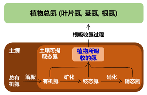 我国学者与海外合作者在陆地生态系统植物氮素利用研究方面取得进展
