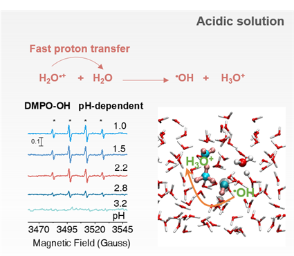 电子科技大学基础院崔春华教授团队在Chemical Science发文揭示酸性溶液质子传输自由基机制