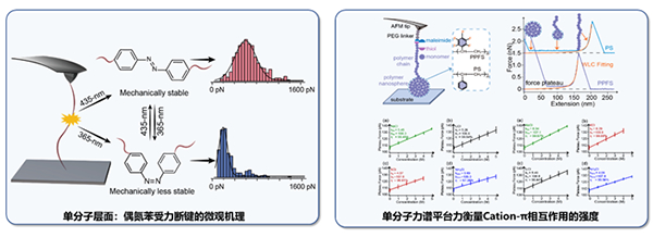 我国学者在力化学分子机制研究方面取得进展