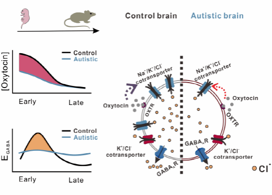 南京大学生命科学学院张骑鹏/朱景宁/张潇洋/李靓团队合作揭示缩宫素干预孤独症的关键 “时间窗”