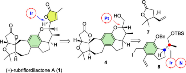 研究实现五味子降三萜(+)-Rubriflordilactone A的催化不对称全合成