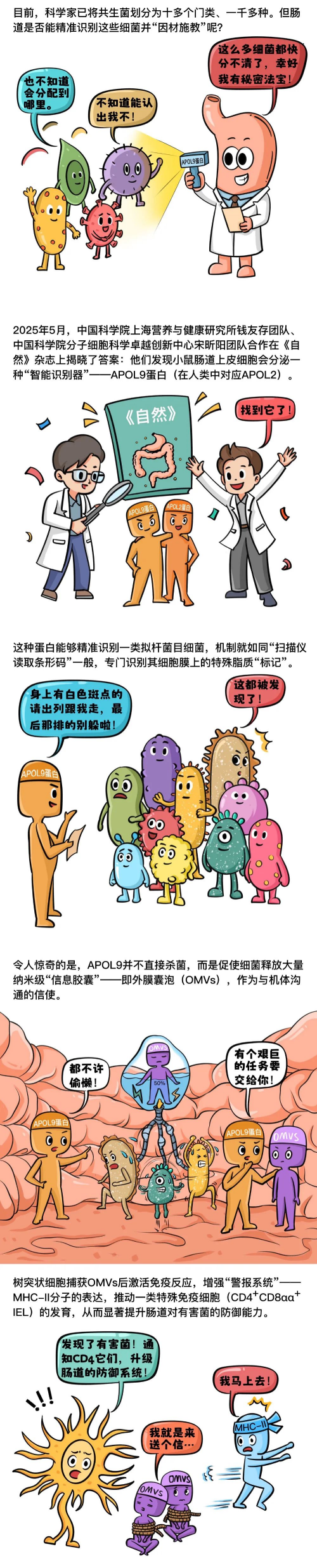 科学家揭示宿主识别肠道菌群调控免疫新机制