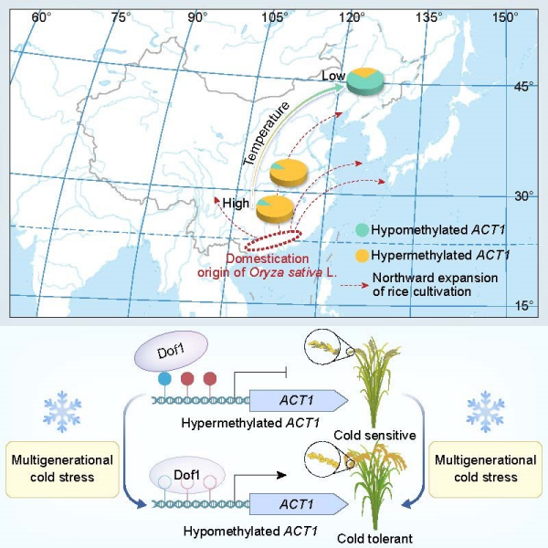新研究揭示水稻冷适应的表观遗传机制