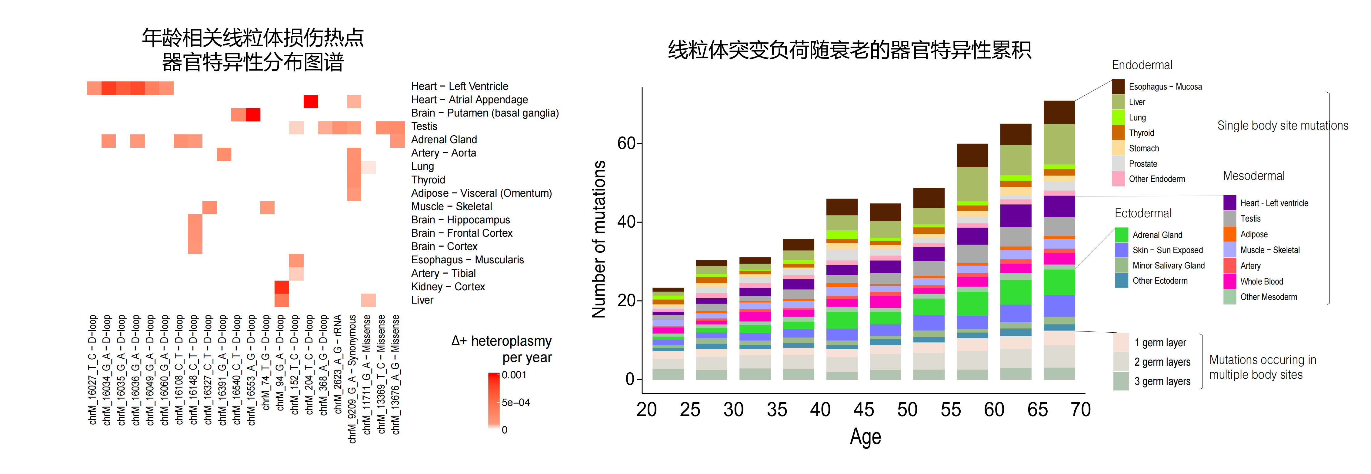 研究揭示人体器官衰老“线粒体时钟”