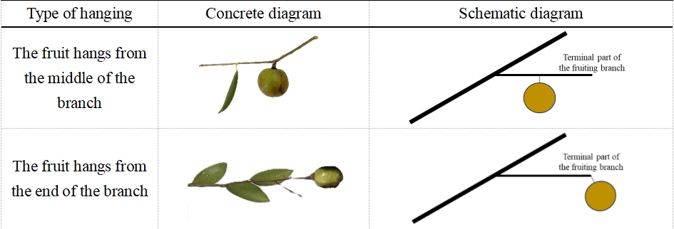 哈尔滨林机所在油茶果振动采收下运动轨迹机理研究中取得突破