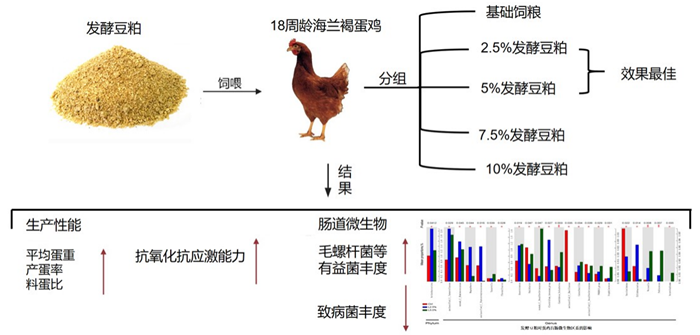 发酵豆粕提升蛋鸡生产性能和机体健康