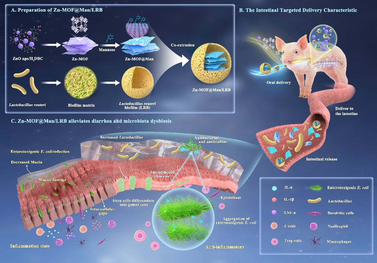 中国农业大学动科学院马曦教授团队在益生菌生物膜递送系统缓解断奶仔猪腹泻领域取得重要进展