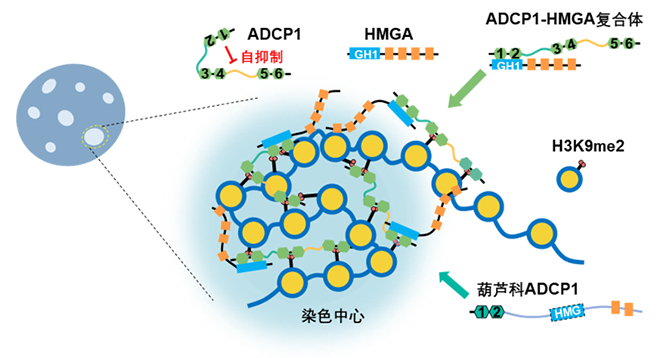 我国学者在植物异染色质染色中心形成研究领域取得新进展