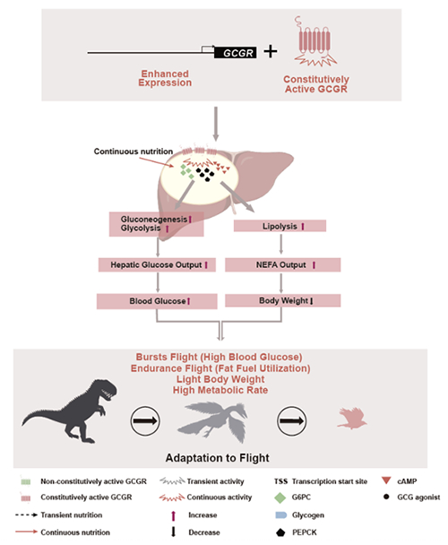 我国学者在组成型活性GCGR促进鸟类糖脂代谢生理适应方面取得新进展