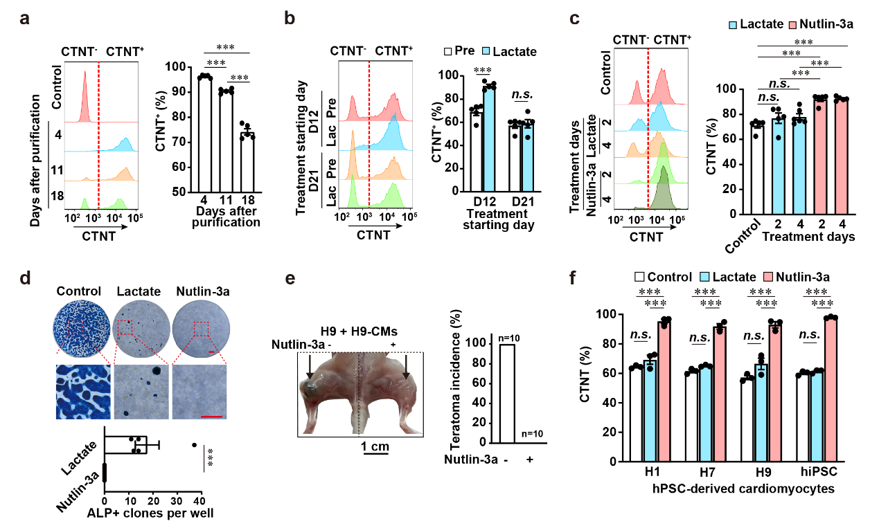 科学家建立简便高效的心肌细胞纯化方法