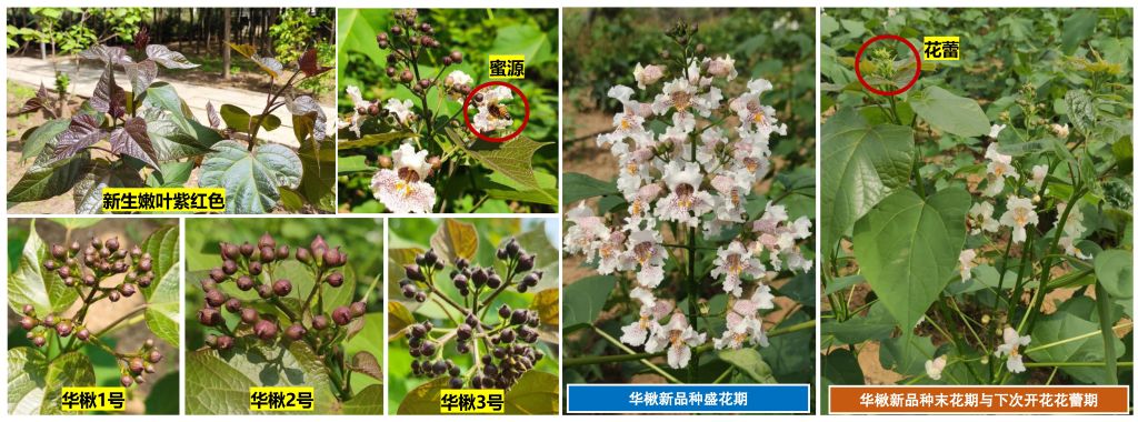 首批楸梓远缘杂交新品种获得国家授权