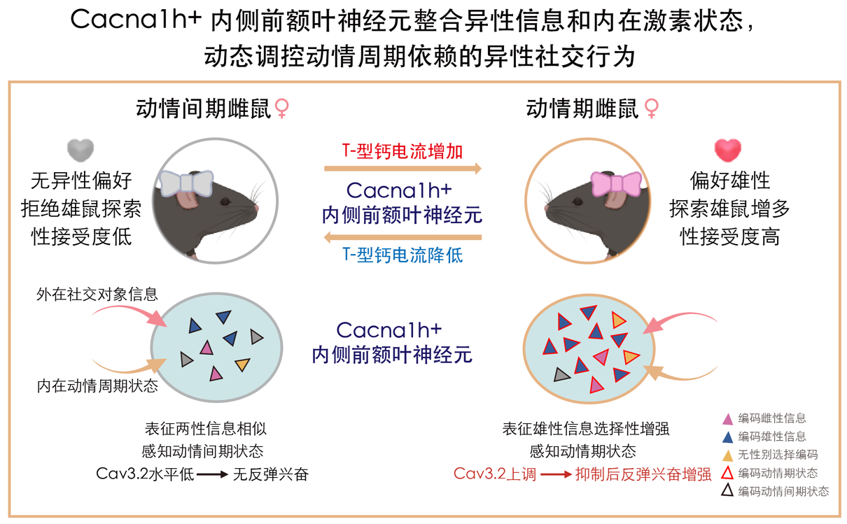清华大学生命学院李坤团队合作揭示“异性社交兴趣”的性别差异神经机制