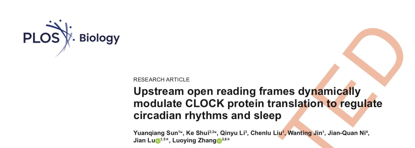 北京大学生命科学学院陆剑课题组与合作者共同揭示uORFs通过精细调节CLOCK蛋白的翻译参与果蝇昼夜节律及睡眠行为的调控机制