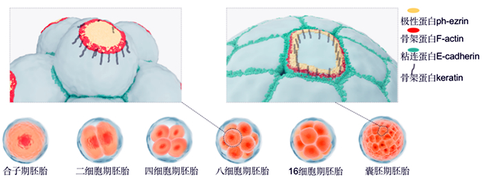 我国学者在哺乳动物早期胚胎发育的脂代谢重塑研究方面取得进展