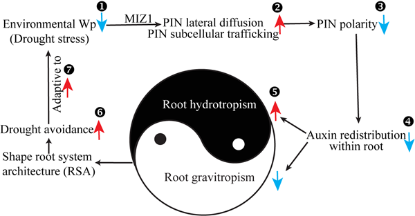 西北农林科技大学生命科学学院张余周教授团队揭示MIZ1-PIN调控模块在塑造植物根系向水性生长中的功能机制