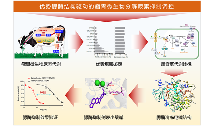 奶牛瘤胃微生物优势脲酶结构与绿色脲酶抑制剂