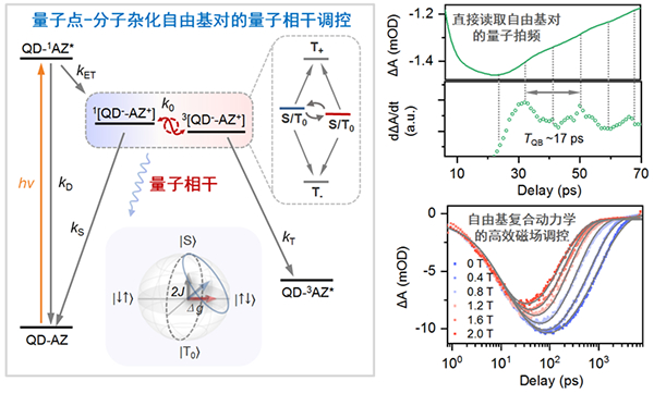我国学者在三线态光化学的量子相干调控研究方面取得进展