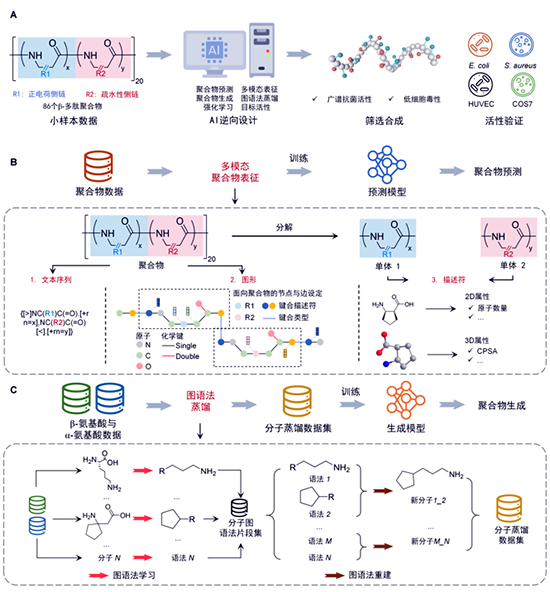 我国学者与海外合作者在人工智能实现抗耐药菌聚合物逆向设计领域取得进展