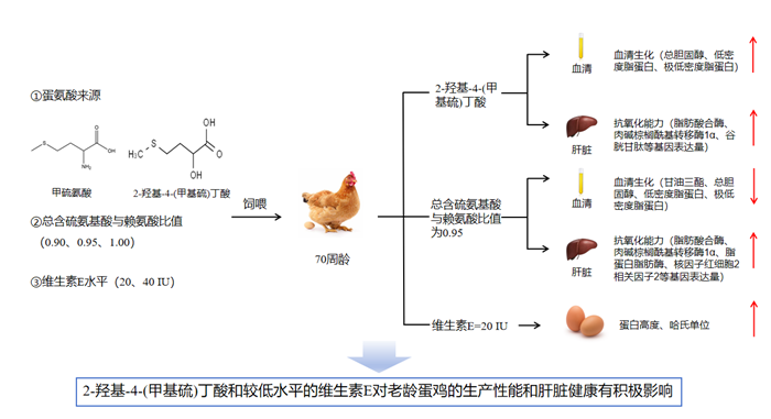 蛋氨酸和维生素E可改善蛋鸡机体健康
