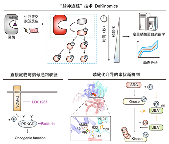 我国学者在生物正交反应驱动的蛋白质组学领域取得进展