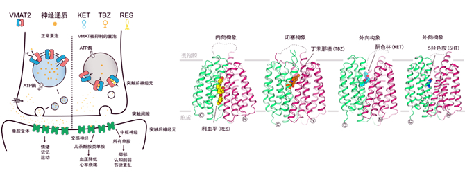 我国学者在神经递质的囊泡递送领域取得进展