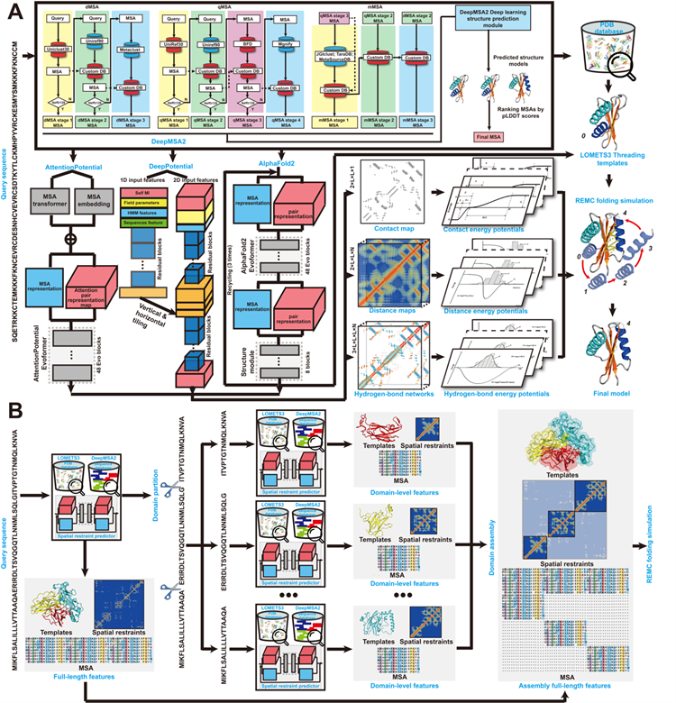 南开团队开发高精度蛋白质结构预测算法