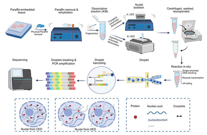 东南大学赵祥伟团队在《Nature Communications》发表最新研究成果