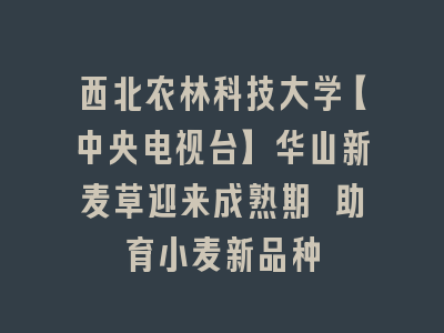 西北农林科技大学【中央电视台】华山新麦草迎来成熟期 助育小麦新品种