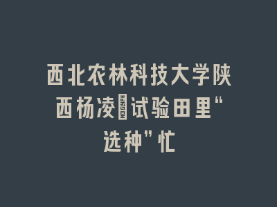 西北农林科技大学陕西杨凌：试验田里“选种”忙