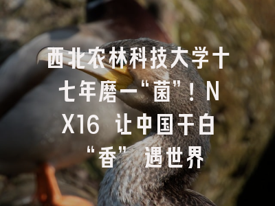 西北农林科技大学十七年磨一“菌”！NX16 让中国干白 “香” 遇世界