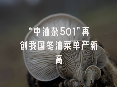 “中油杂501”再创我国冬油菜单产新高