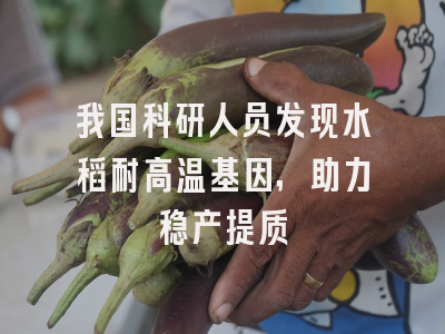 我国科研人员发现水稻耐高温基因，助力稳产提质