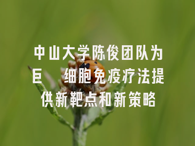 中山大学陈俊团队为巨噬细胞免疫疗法提供新靶点和新策略