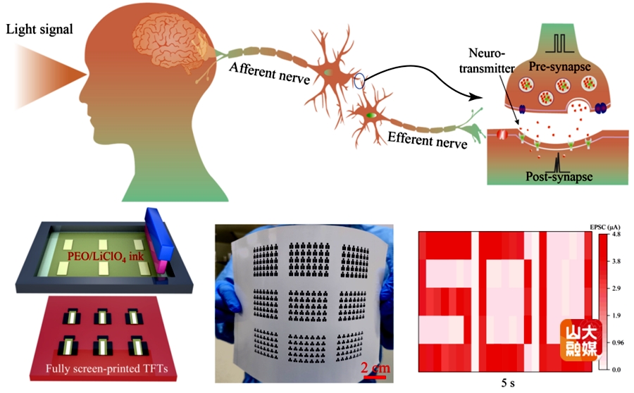 山东大学集成电路学院辛倩教授团队在全印刷氧化物突触晶体管视觉感知研究取得新进展