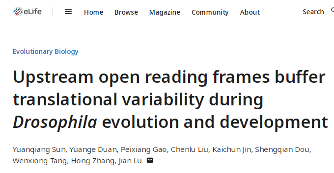 北京大学生命科学学院陆剑课题组揭示uORF在动物进化与发育中发挥“翻译减震器”调控作用的新机制