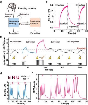 北京师范大学化学学院毛兰群、蒋亚楠课题组：在光调控纳流体离子晶体管模拟神经形态功能方面取得新的进展