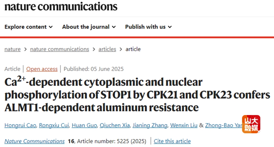 山东大学杨中宝课题组揭示Ca²⁺-CPK-STOP1-ALMT1级联信号通路调控植物铝胁迫耐受性的新机制