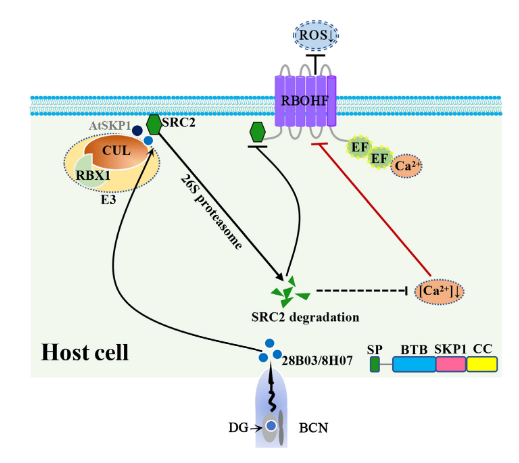 植物线虫分泌“间谍蛋白”破坏宿主免疫系统
