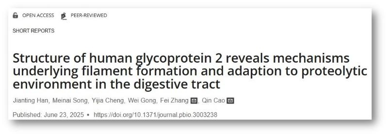 上海交大曹骎课题组与合作者揭示人胰腺中糖蛋白GP2纤维结构及其消化道蛋白酶环境适应机制